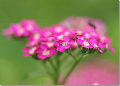 小さいピンク色の花