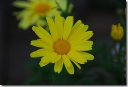 植え込みの黄色い花