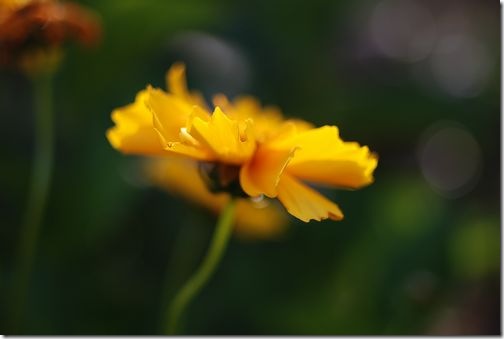 黄色が素敵な花