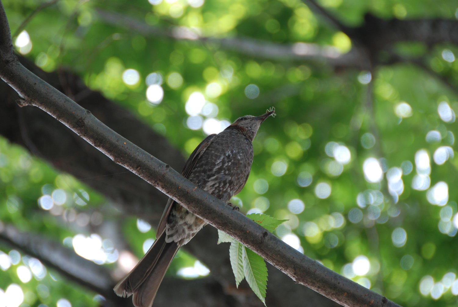 鳥の名前が分かりません？？？