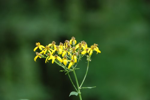 黄色の花