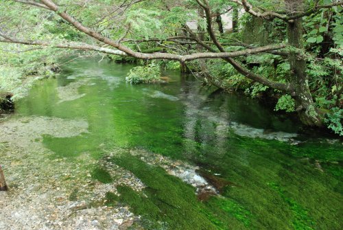 川の中の藻の緑がとても綺麗だった