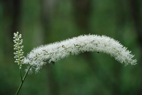 なんという名前の花なのでしょうか？