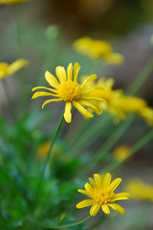 僕の好きな黄色の花