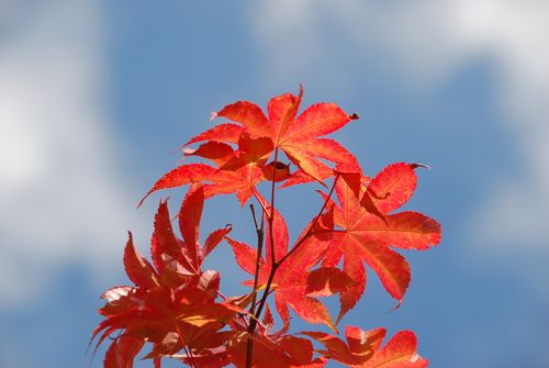 紅葉したモミジ