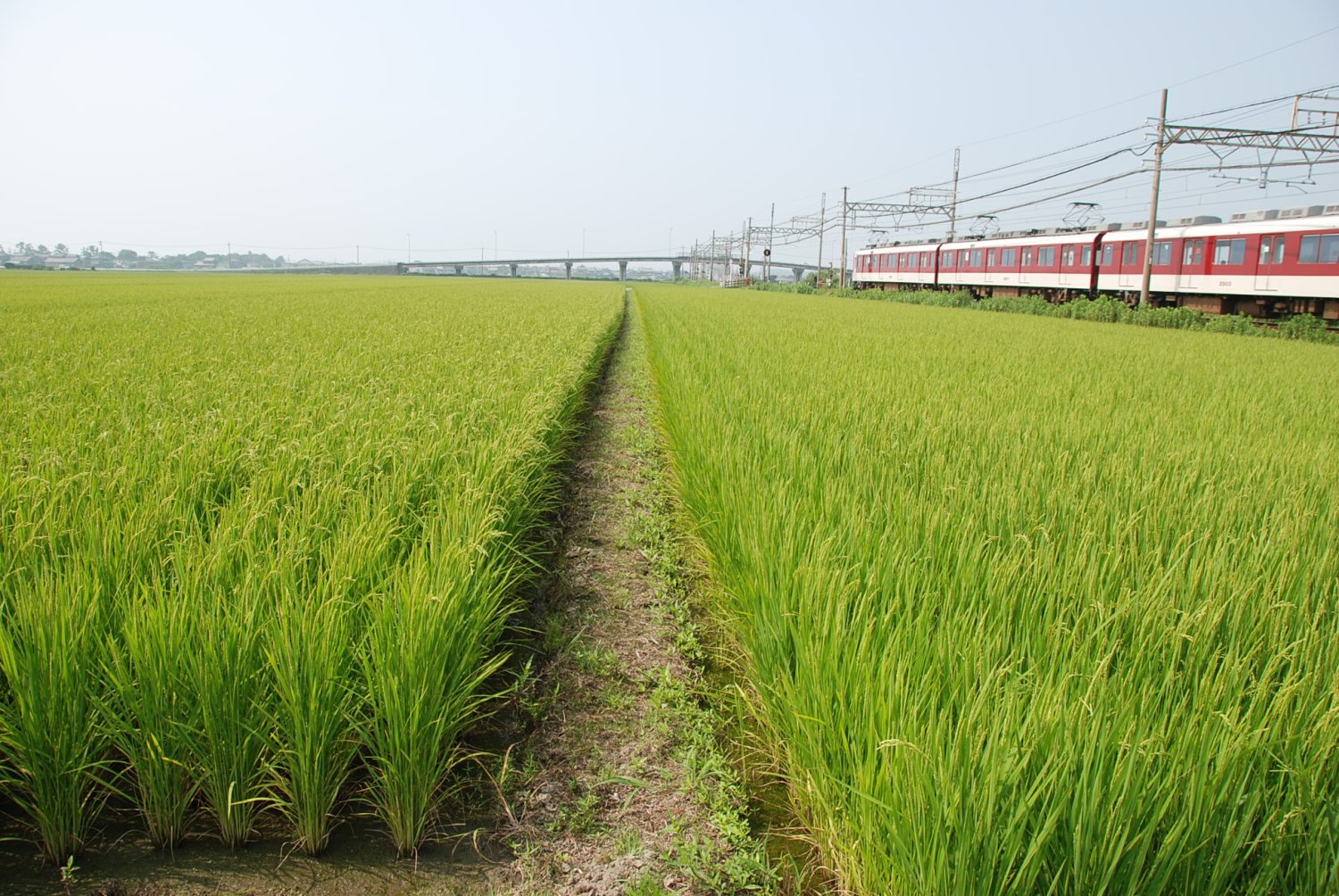 田園風景