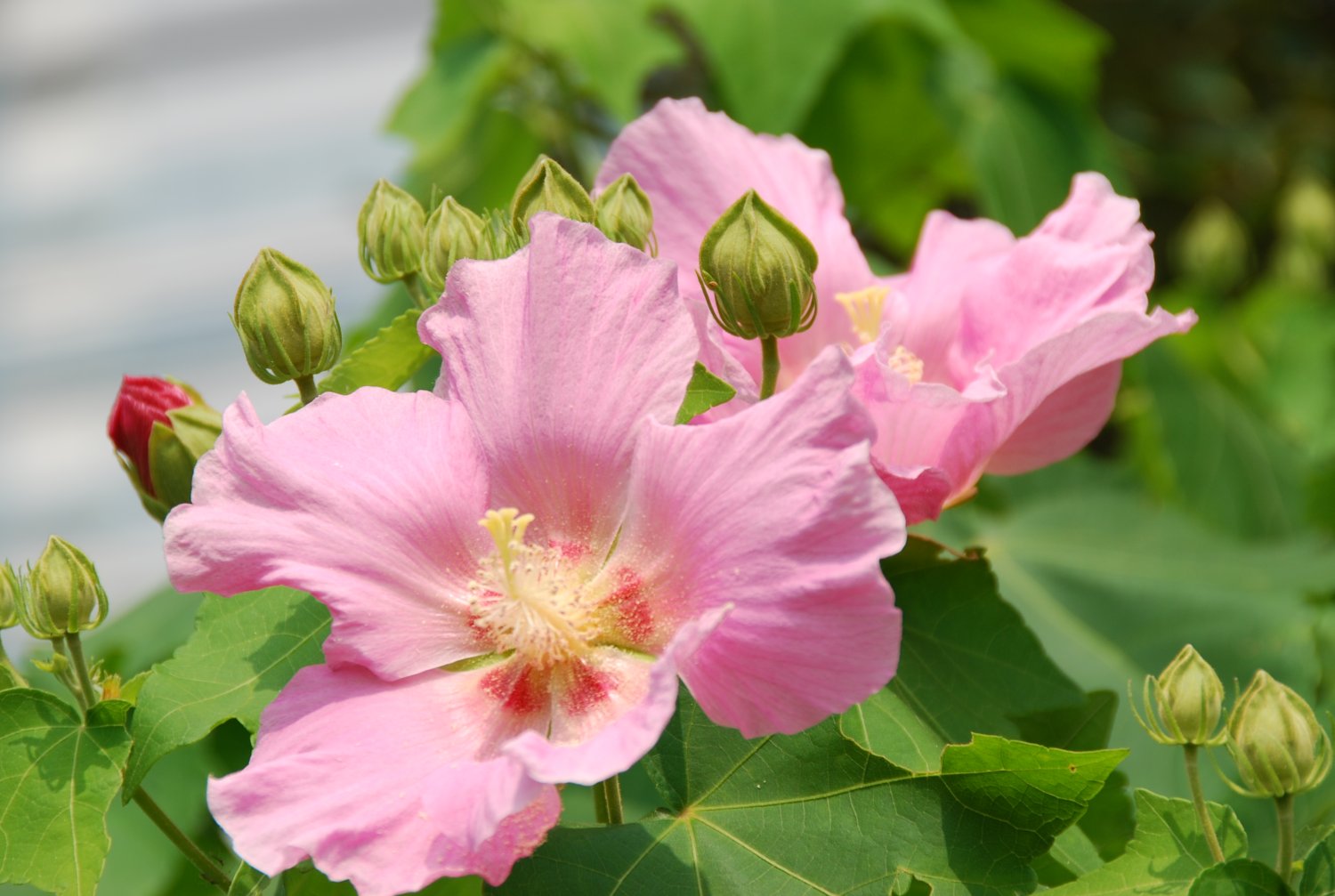 綺麗な花に感謝