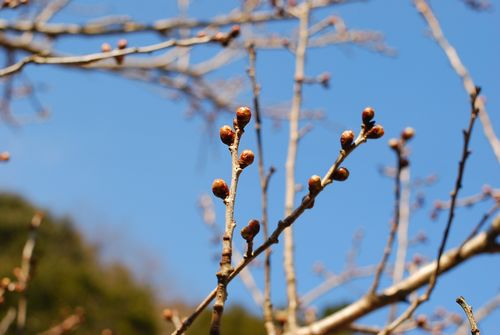 もうすぐ開花かな？