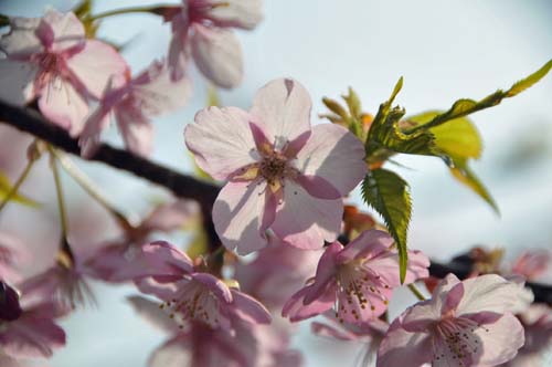 桜