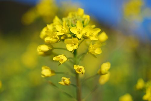 菜の花