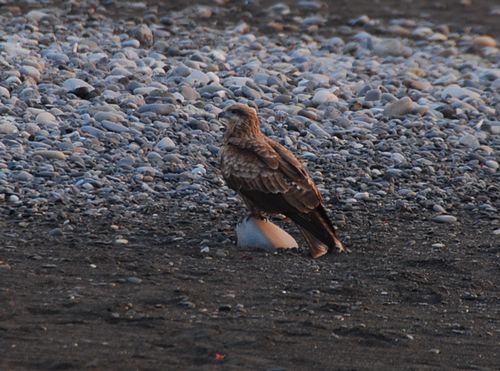 え？鳶？