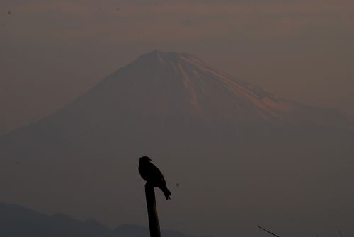 富士山と鳶（とんび）