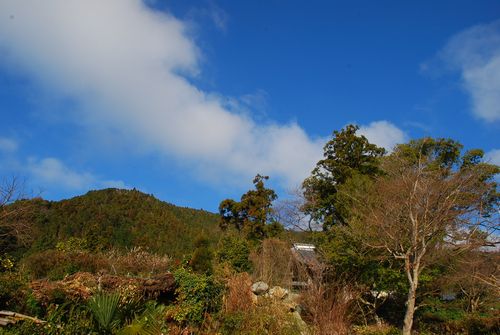 朝日に輝く木々