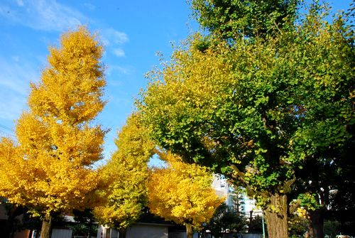 静岡市内の公園の紅葉