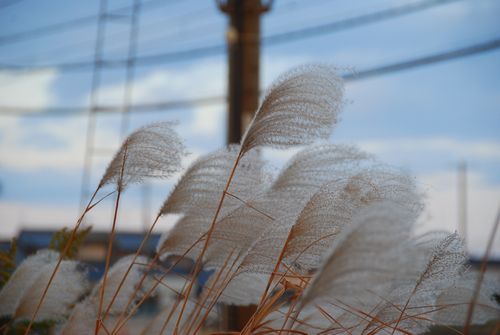 鈴鹿市内の田んぼにて