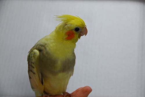 オカメインコ