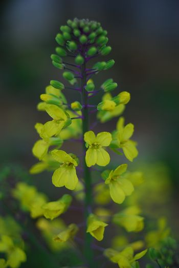 黄色の花が素敵でした