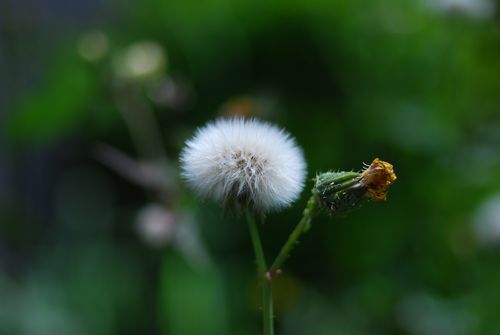 なんの花でしょうか？