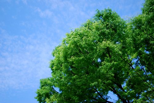 青い空と鮮やかな緑