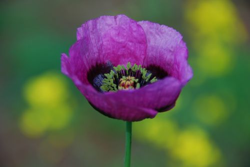 綺麗な花