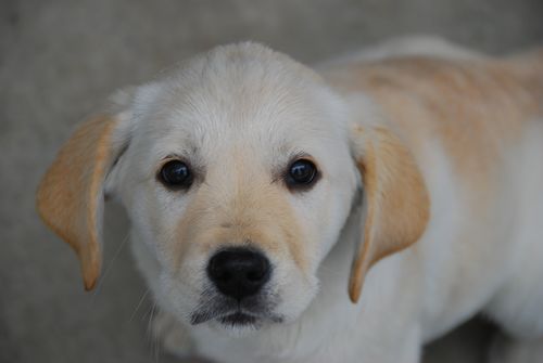 日本盲導犬協会・富士ハーネス