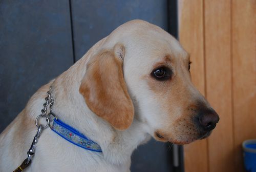 初めて出産するお母さん犬（お腹に子供が入っていました）