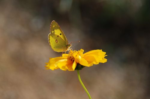 黄色の蝶