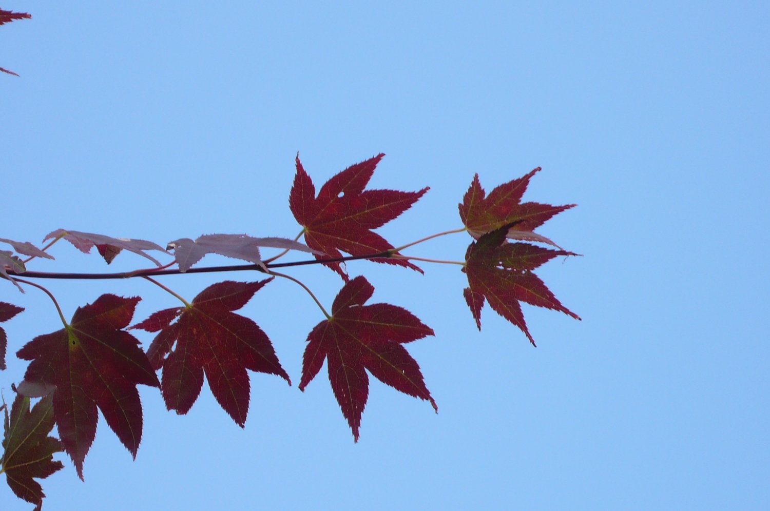 かえで