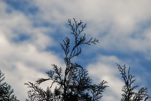 青い空と白い雲