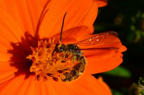 蜜を吸う蜂