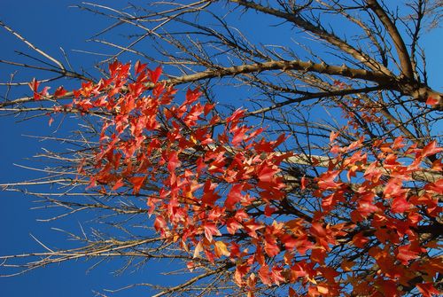 紅葉