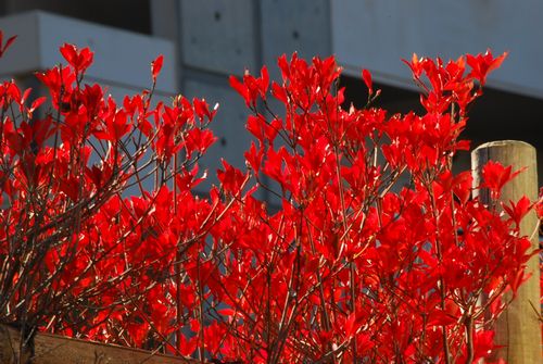 紅葉