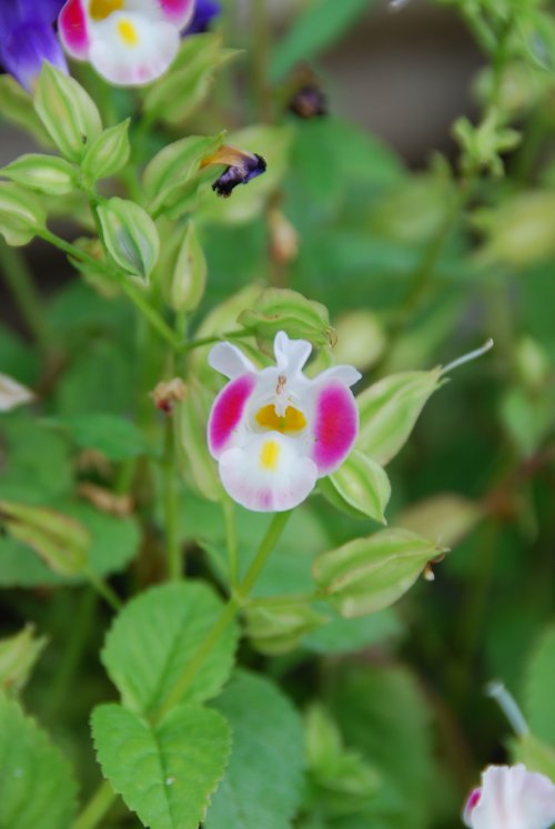 綺麗な花