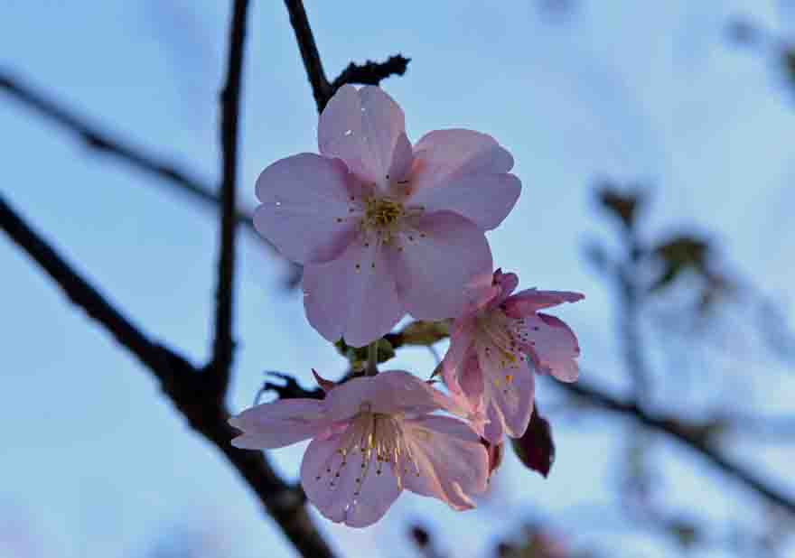 河津桜