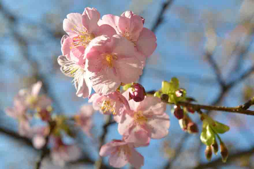 河津桜