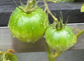 「家庭菜園、成長が楽しみです！」