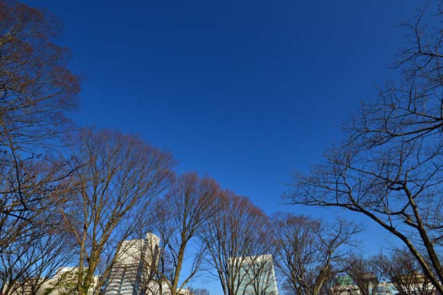 自宅近くの公園