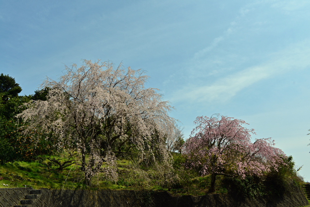 しだれ桜