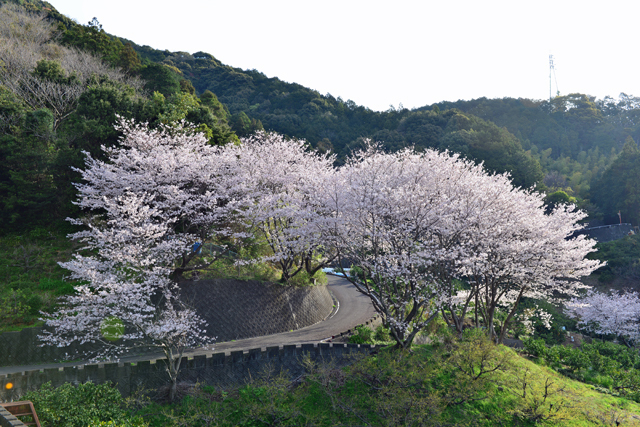 丸子　徳願寺山