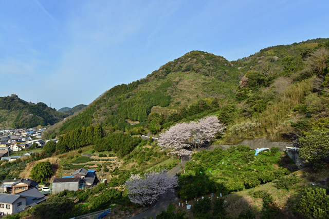 丸子　徳願寺山