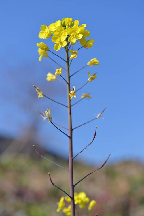 菜の花