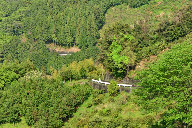 徳願寺山　早朝散歩コース