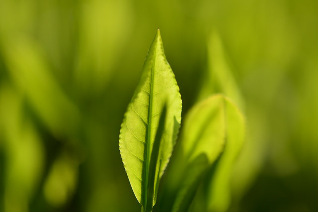 お茶の新芽