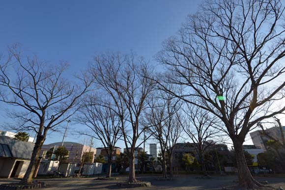 自宅近くの公園