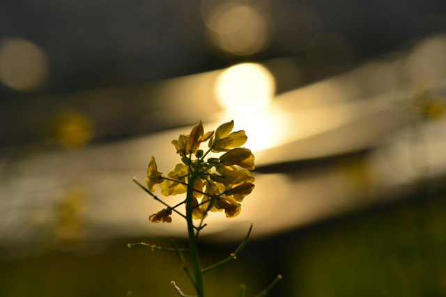 逆光の菜の花