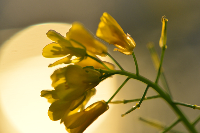 菜の花