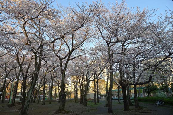 満開の桜