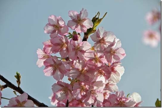 河津桜