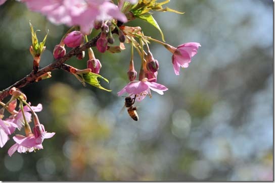 河津桜