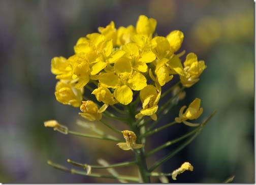 菜の花